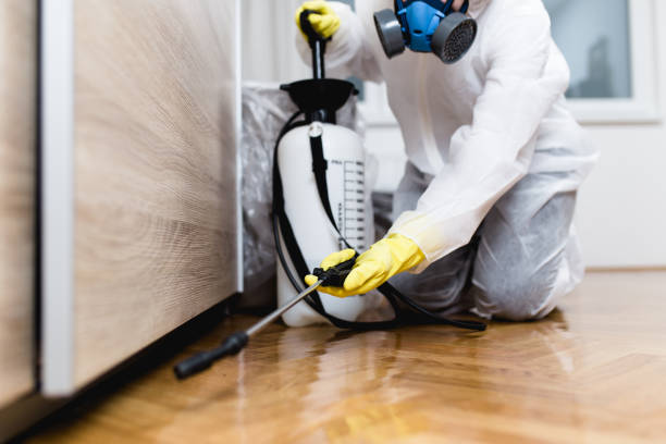 Best Local Pest Control Services  in Belleview, FL