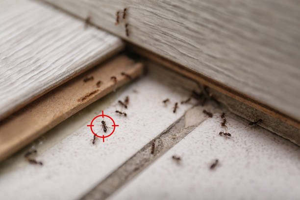 Best Pest Control Near Me  in Belleview, FL