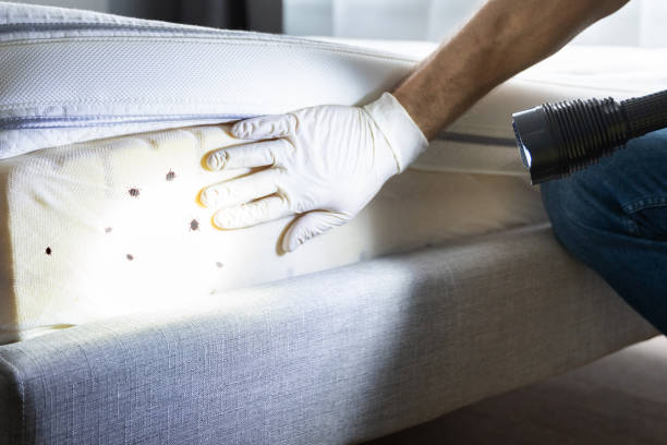 Best Pest Inspection Near Me  in Belleview, FL