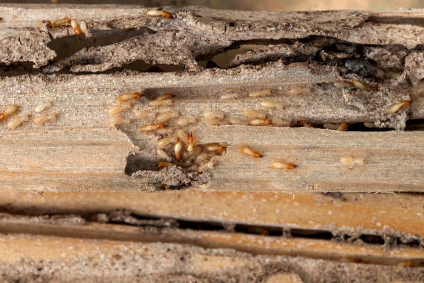 Best Ant Control Services  in Belleview, FL