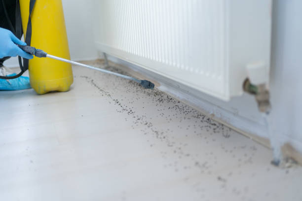 Best Best Pest Control Companies  in Belleview, FL
